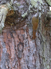 Lepidocolaptes leucogaster