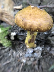 Physalacriaceae