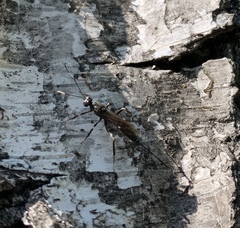 Xorides sepulchralis