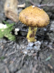 Physalacriaceae