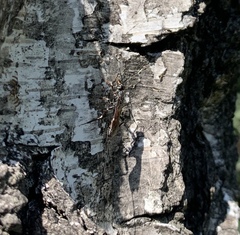 Xorides sepulchralis