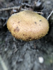 Physalacriaceae