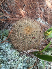 Mammillaria rhodantha