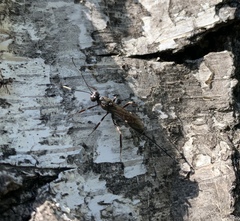 Xorides sepulchralis