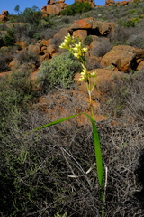 Moraea bifida