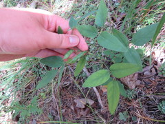 Clitoria mariana