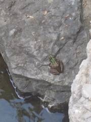 Lithobates clamitans