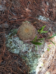 Mammillaria rhodantha