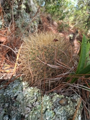 Mammillaria rhodantha