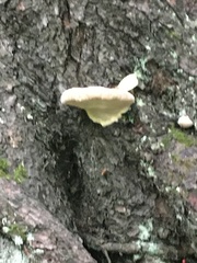 Fomitopsis