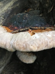 Fomitopsis