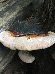 Fomitopsis