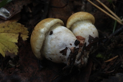 Cortinarius delibutus