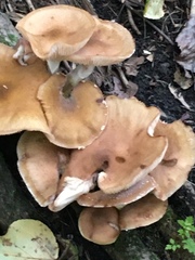 Physalacriaceae