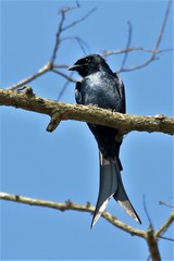 Dicrurus macrocercus