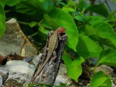 Sceloporus variabilis