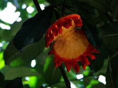 Tabernaemontana alba