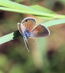 Echinargus isola