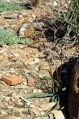 Tulbaghia dregeana