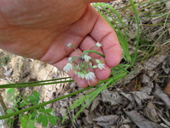 Allium oxyphilum