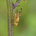 Terellia palposa - Photo (c) Linda Phillips, algunos derechos reservados (CC BY-NC), subido por Linda Phillips