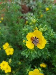 Bombus