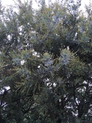 Acacia podalyriifolia