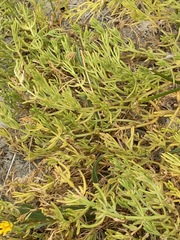 Nitrophila occidentalis