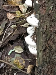 Fomitopsis