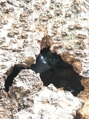 Serrognathus titanus platymelus