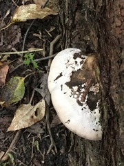 Fomitopsis