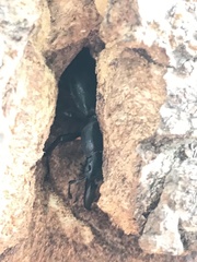 Serrognathus titanus platymelus