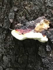 Fomitopsis