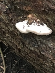 Fomitopsis