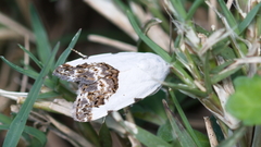 Tarache tetragona