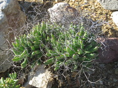 Tylecodon reticulatus
