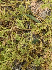 Nitrophila occidentalis