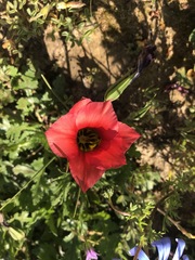Romulea sabulosa