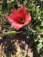 Romulea sabulosa