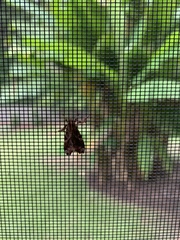 Callopistria floridensis