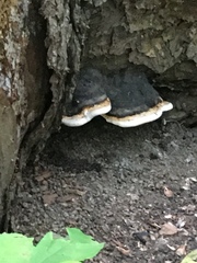 Fomitopsis