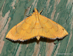 Hyalobathra opheltesalis