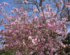 Bauhinia variegata variegata