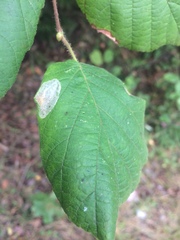 Phyllonorycter coryli