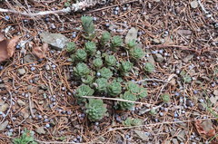 Sedum glaucophyllum