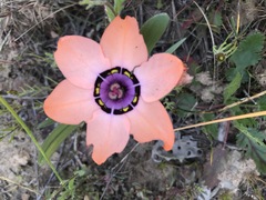Sparaxis elegans