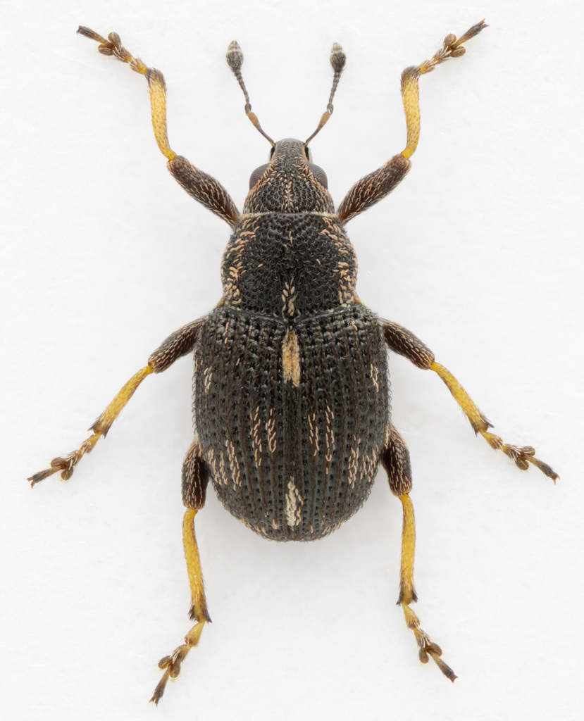 Rhinoncus perpendicularis