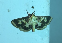 Polygrammodes langdonalis