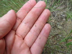 Eragrostis capillaris