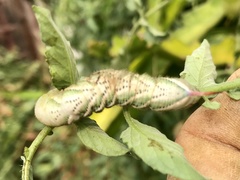 Manduca sexta